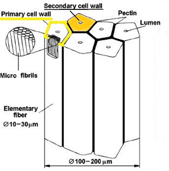 Schematic diagram: bundle of bast fibres in flax stem. Spot the easy-to-overlook primary cell wall, highlighted in yellow. It is these bast fibres which, after retting to microbiologically digest the cementing pectin matrix,become the uncemented fibres comprising linen yarn, with primary cell walls still present, but scarcely visible due to the much thicker secondary cell wall (orange) - the latter predominantly highly ordered cellulose microfibrils.