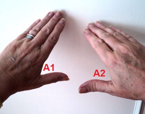 Bring angles between thumbs and forefingers A1 and A2 together. the thumb on A2 will curl around the back of thumb on A1 to LOCK the hands together.